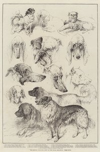 Exposition canine du Kennel Club au Royal Aquarium, Chiens primés